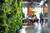 A green wall in an office with people sitting at tables.